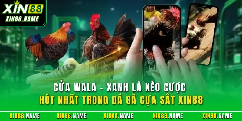 Đá Gà Cựa Sắt XIN88| Hình Thức Chọi Kê Online Đỉnh Cao 2026 4 Cửa Wala - Xanh là kèo cược hót nhất trong đá gà cựa sắt XIN88