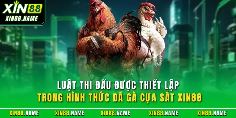 Đá Gà Cựa Sắt XIN88| Hình Thức Chọi Kê Online Đỉnh Cao 2026 3 Luật thi đấu được thiết lập trong hình thức đá gà cựa sắt XIN88