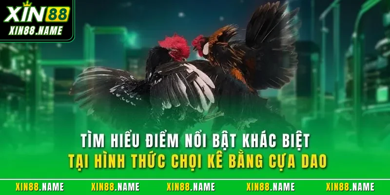Đá Gà Cựa Dao XIN88| Trải Nghiệm Chọi Kê Online Đỉnh Cao 3 Tìm hiểu điểm nổi bật khác biệt tại hình thức chọi kê bằng cựa dao