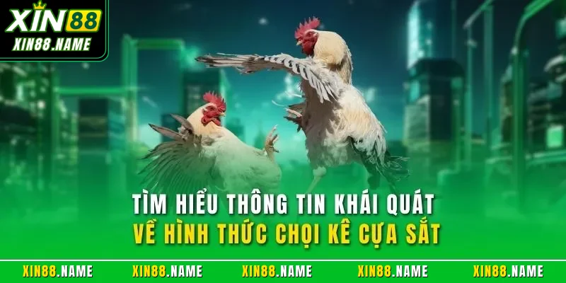 Đá Gà Cựa Sắt XIN88| Hình Thức Chọi Kê Online Đỉnh Cao 2026 2 Tìm hiểu thông tin khái quát về hình thức chọi kê cựa sắt